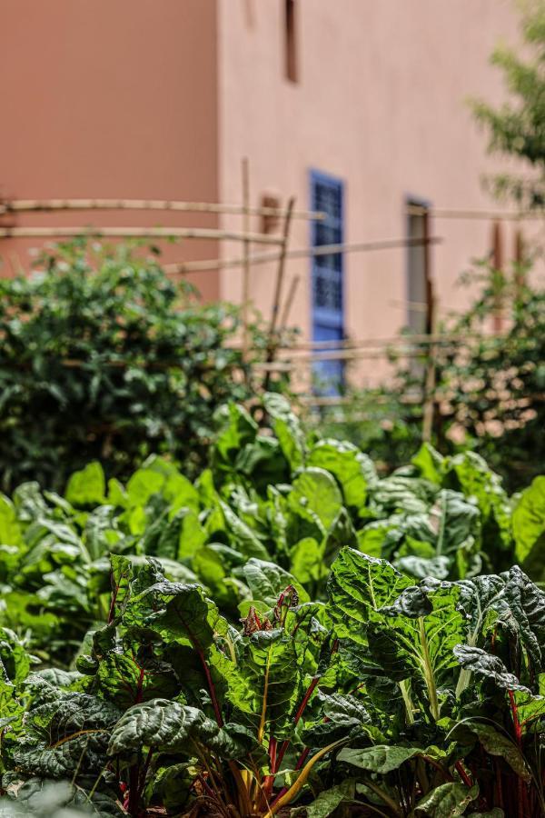 Tiguemine Sarah Hotel Douar Akkara Bagian luar foto